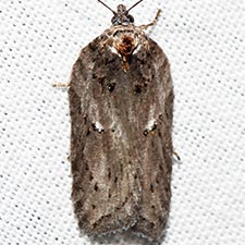 Acleris busckana