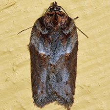 Acleris busckana