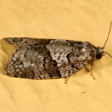 Syndemis afflictana