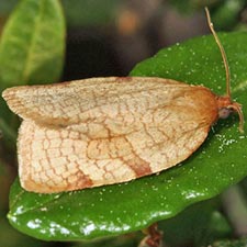 Aphelia alleniana