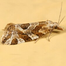 Aethes sexdentata