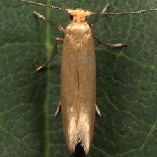 Tineola bisselliella