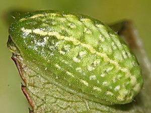 Lithacodes fasciola