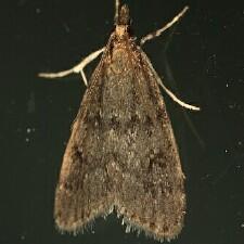 Scoparia penumbralis