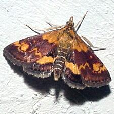 Pyrausta orphisalis