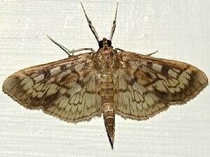 Herpetogramma thestealis