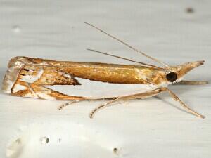 Crambus bidens