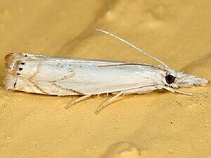 Crambus albellus