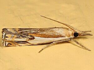 Crambus agitatellus