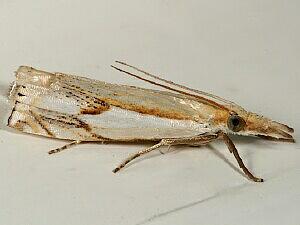 Crambus agitatellus