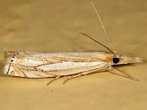 Crambus saltuellus