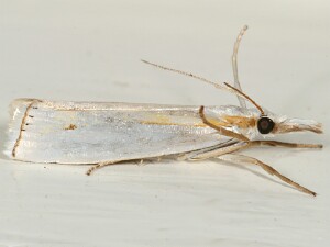 Crambus girardellus