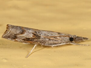 Neodactria zeellus