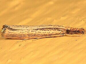 Agriphila vulgivagellus