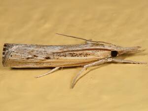 Pediasia trisecta