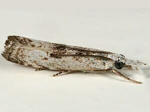 Microcrambus minor