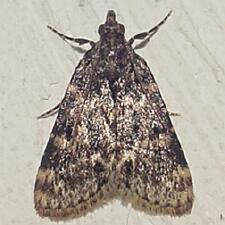 Aglossa caprealis