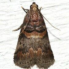 Acrobasis angusella