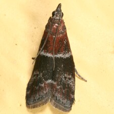 Moodna ostrinella