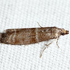 Ephestia columbiella