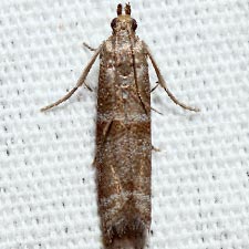 Ephestia columbiella