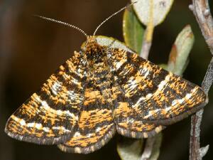 Macaria truncataria