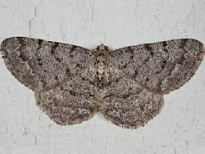 Aethalura intertexta