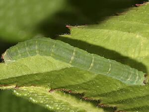 Lomographa vestaliata