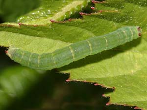 Lomographa vestaliata