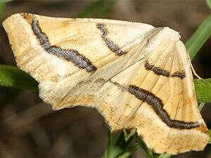 Eriplatymetra coloradaria