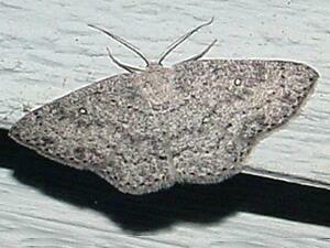 Cyclophora pendulinaria