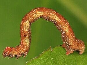 Cyclophora pendulinaria