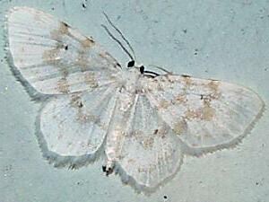 Hydrelia albifera