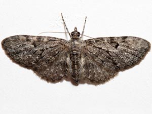 Eupithecia fletcherata