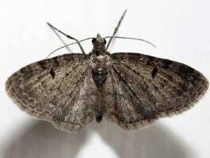 Eupithecia fletcherata