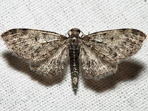 Eupithecia fletcherata