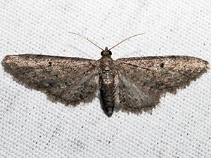 Eupithecia matheri