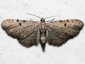 Eupithecia absinthiata