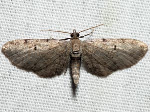 Eupithecia absinthiata