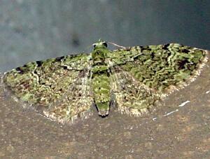 Pasiphila rectangulata