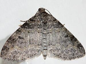 Lobophora nivigerata