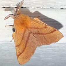 Malacosoma disstria