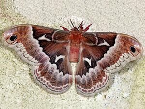 Callosamia promethea