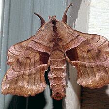 Amorpha juglandis