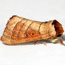 Datana drexelii