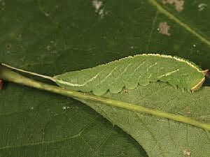 Macrurocampa marthesia