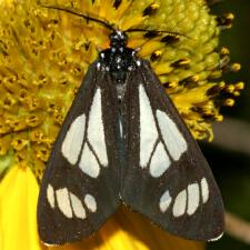 Gnophaela vermiculata