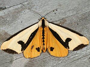 Haploa clymene