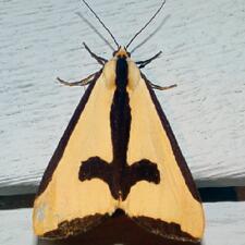 Haploa clymene