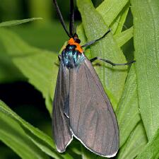 Ctenucha virginica